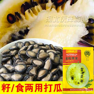 打瓜种子大片黑西瓜子种籽产籽西瓜南瓜高产食籽春季夏季水果种孑