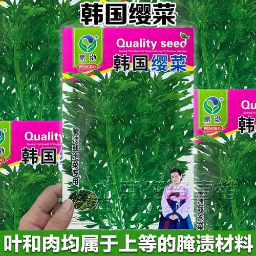 韩国英菜种子蔬菜种籽朝鲜樱菜籽英菜籽樱菜家庭阳台蘸酱腌制咸菜