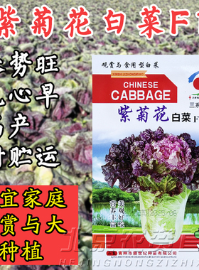紫菊花白菜种子球叶黄色上部带有紫花色可生食基地用籽紫色白菜籽