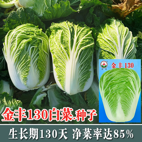 晚熟130天山东大白菜无筋包心迟