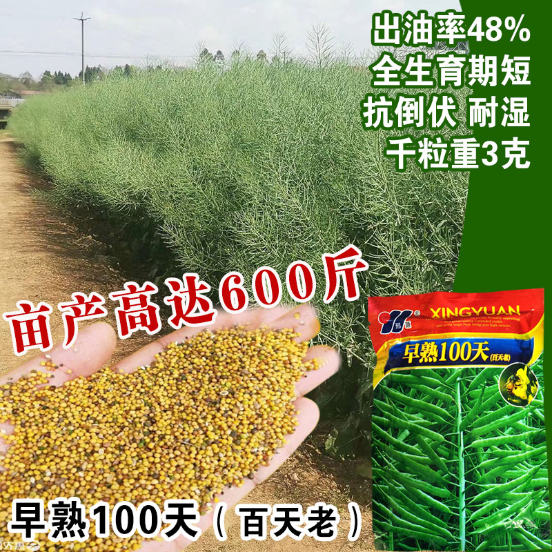 早熟100天油菜种子极早黄金98黄菜籽白菜型油菜籽出油率高三月黄