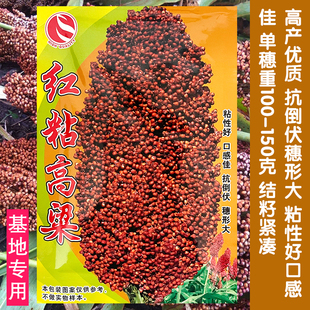 红高粱种子酿酒高粱籽红糯粘高粱种籽矮生抗旱高产东北粘杂交高粱