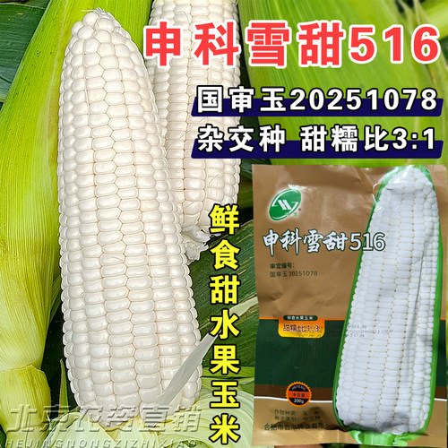 申科雪甜516白甜糯玉米种子