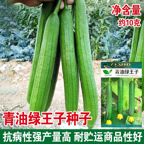 青蛙绿王子短油皮丝瓜耐热盆栽