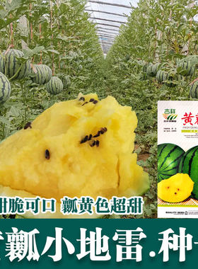 黄瓤小地雷西瓜种子脆甜可口