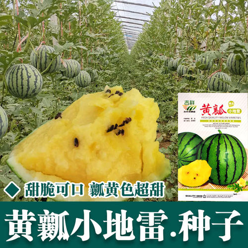 黄瓤小地雷西瓜种子脆甜可口