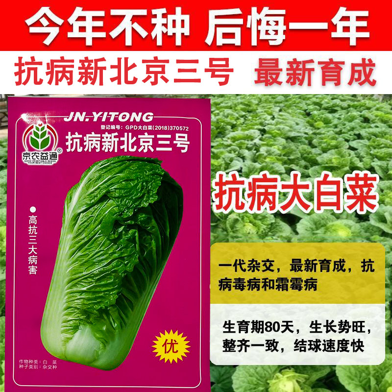 抗病新北京三号大白菜种子秋季冬季四季播种白菜种冬储大白菜种孑
