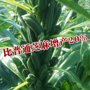 高油王芝麻种子白芝麻高品质高产高油黑白芝麻种子霸王鞭芝麻种籽