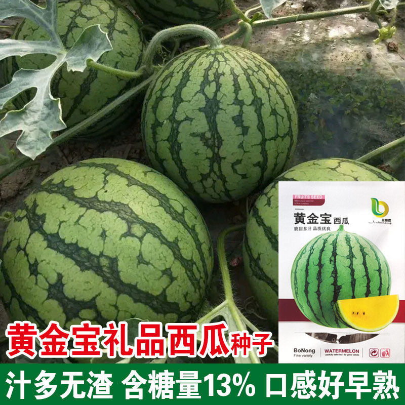 黄金宝黄瓤花皮西瓜种子 农家庭院盆栽蔬果种子 礼品西瓜籽好吃