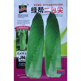 绿帮二包尖大白菜种子河北玉田白菜籽大白菜秋季农家大田蔬菜种子
