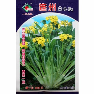 连州菜心种子种籽广东菜苔四季蔬菜孑迟甜菜心南方四季菜种菜籽播