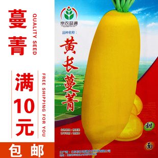 甜面蛋黄蔓菁种子秋季播蛋黄蔓菁黄肉大头菜抗耐热肉黄色蔬菜种子