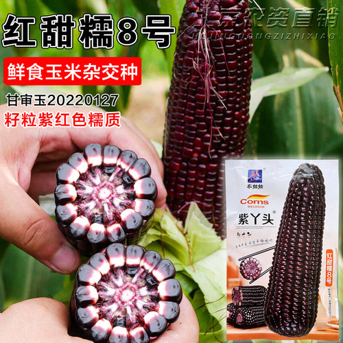 紫丫头红甜糯8号紫红糯玉米种子