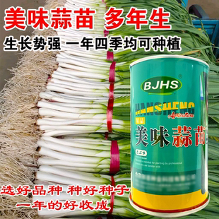蒜苗韭葱种子种籽孑青蒜洋蒜苗洋大蒜 四季籽种高产菜籽蔬菜菜蒜