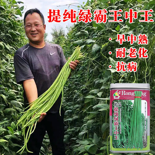 北京农资直销豇豆种子四季豆