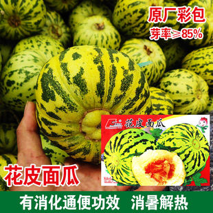 花皮面瓜种子老品种面瓜种籽黄皮黑皮露地生吃甜瓜种籽香瓜四季播