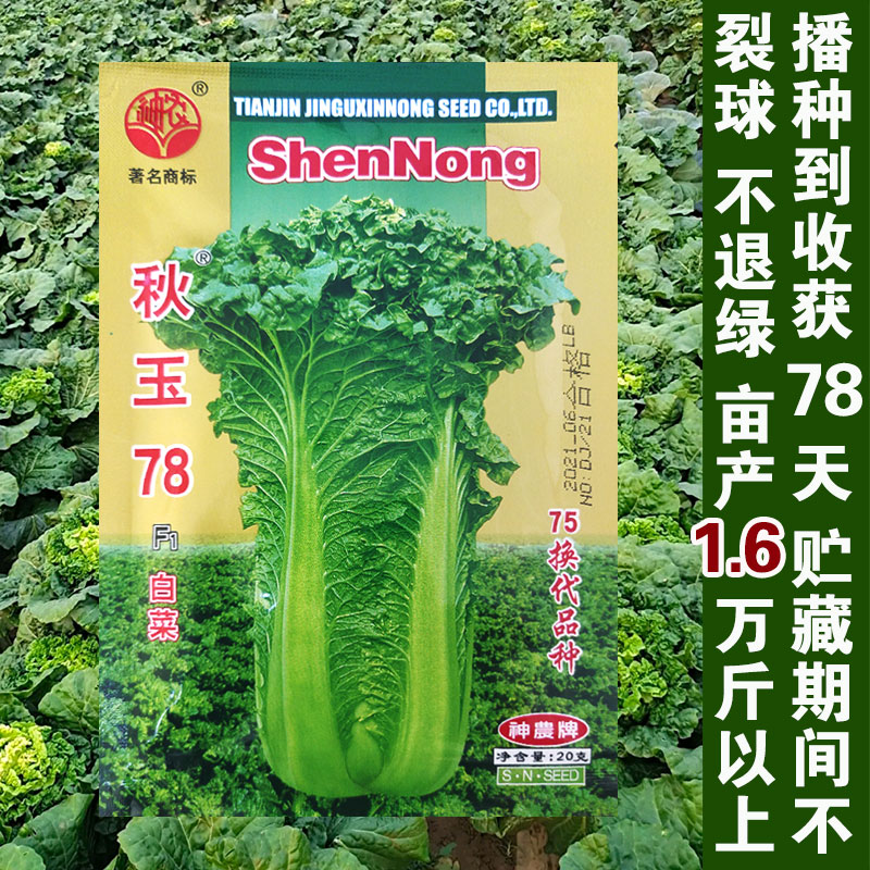 蔬菜天津高帮直筒秋玉青麻叶