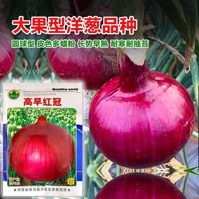 红皮洋葱种子种籽种植