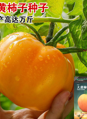 黄色大西红柿种子沙瓤大黄柿子种子老品种西红柿阳台盆栽蔬菜种子