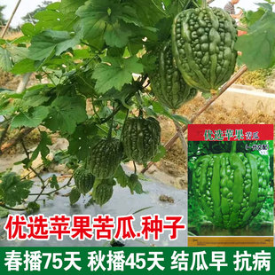 大顶苦瓜种籽春秋季苹果苦瓜子田园凉瓜蔬果种子碧绿肉厚春季夏季
