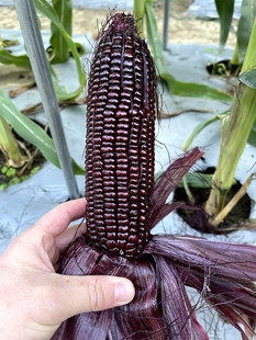 黑玉米种子黑糯玉米种籽香甜水果玉米种孑高产包谷种蔬菜种子大全