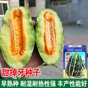 甜掉牙特大甜瓜香瓜种子种籽孑黑面瓜黄四季羊角酥蜜牛角蜜瓜大全