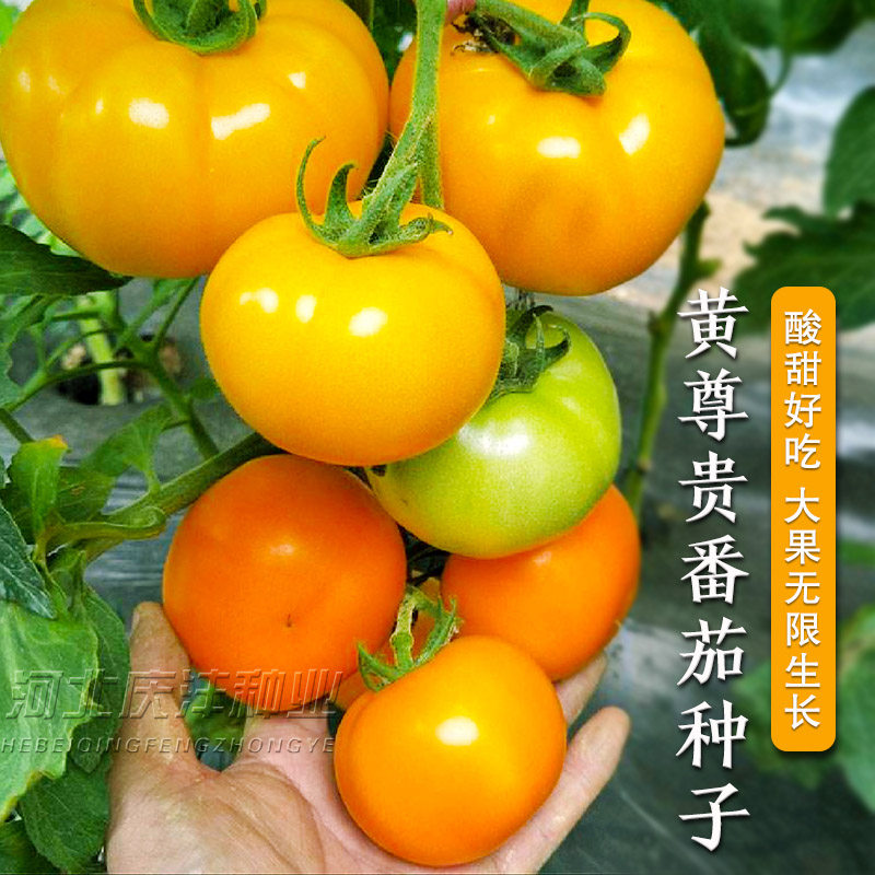 黄色大西红柿种子沙瓤大黄柿子种子老品种西红柿阳台盆栽蔬菜种
