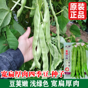 宽扁豆角种孑大扁豆种籽东北芸豆种籽大刀豆角种子农家豆角籽种子