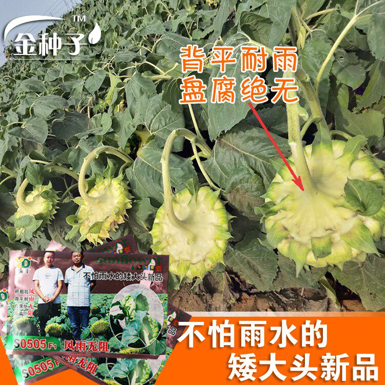 油圣风雨无阻不怕雨油葵种子 背面耐雨 懒汉出油王矮大头高出油率