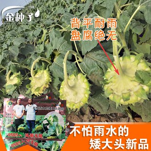 油圣风雨无阻不怕雨油葵种子 背面耐雨 懒汉出油王矮大头高出油率