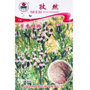 孜然种子小茴香调料种籽家庭阳台盆栽香草香料芳香植物种孑调味品