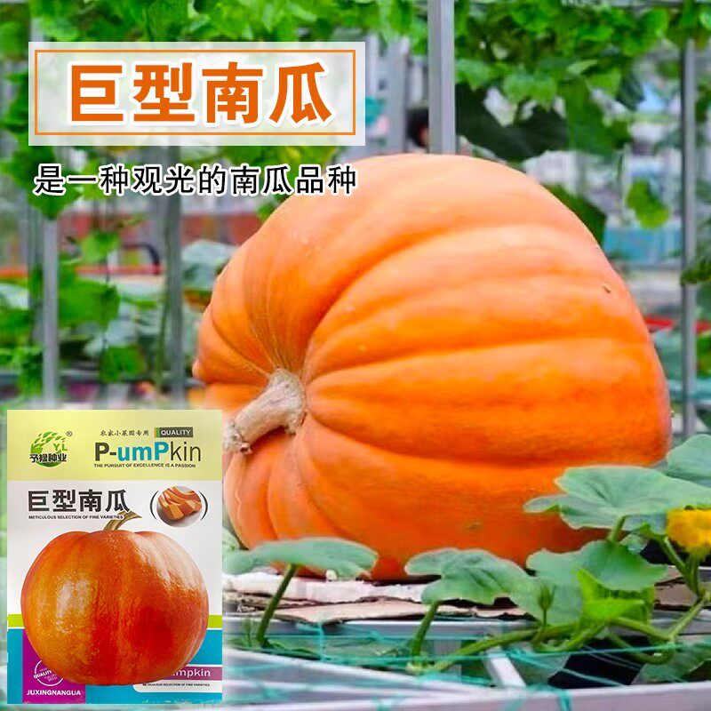 巨型南瓜种子种籽特大超大特色观赏太空孑蔬菜种春播瓜果种蔬菜