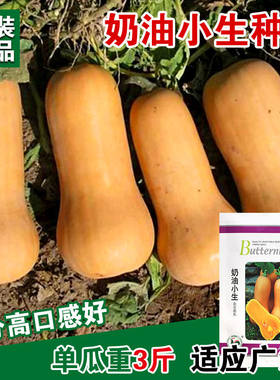 奶油小生南瓜种子小南瓜籽甜板栗杂交南瓜节节瓜高产蔬菜菜籽