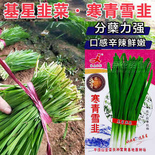 寒青雪韭白根韭菜种子四季不休眠韭菜籽高宽叶产抗寒抗病韭菜种子