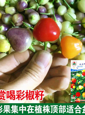 观赏喝彩椒种子辣椒种子喝彩椒食用观赏盆栽四季播易种庭院阳台
