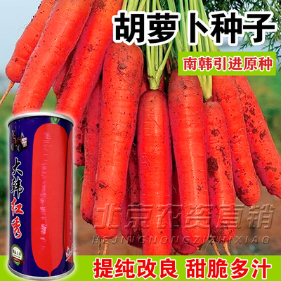 大韩红秀胡萝卜种子春秋高产优质红皮肉质细嫩味甜脆嫩胡萝卜种籽