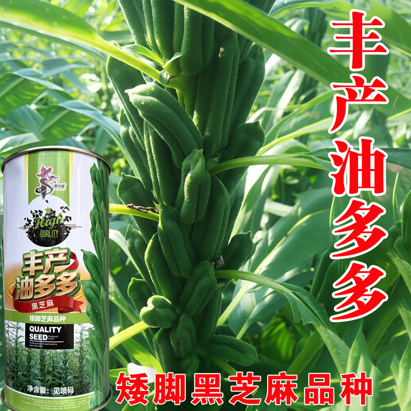 华芝黑霸优质早熟含油大田种子图片