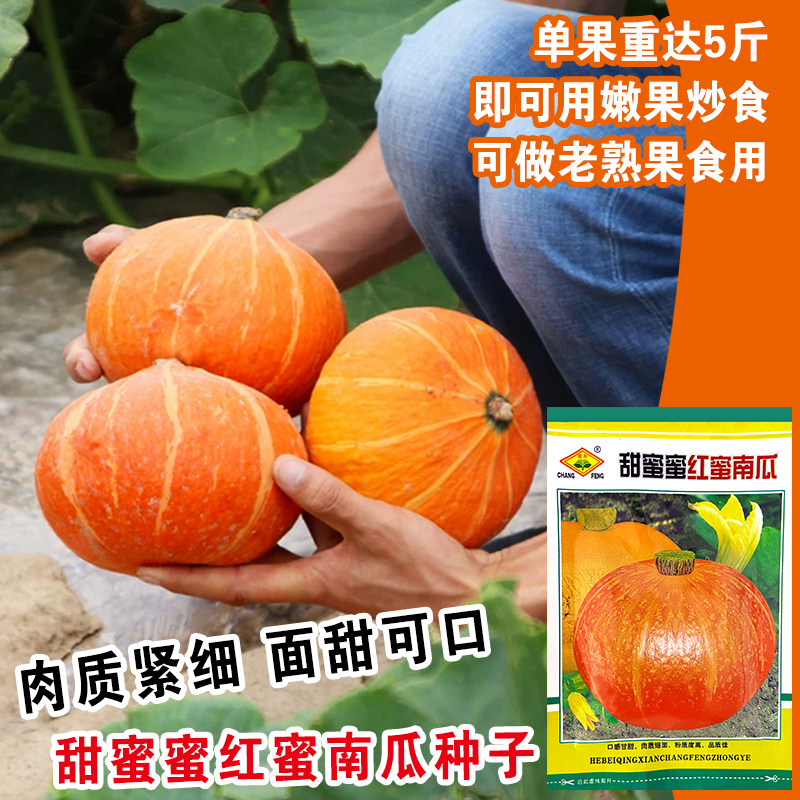 贝贝小南瓜红板栗蜜本种子 甜蜜蜜红蜜南瓜 粉糯香甜果肉细腻盆栽