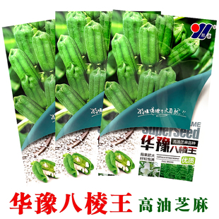 春季八棱王芝麻种子霸王鞭芝麻种子高产高油抗倒伏杂交芝麻种籽