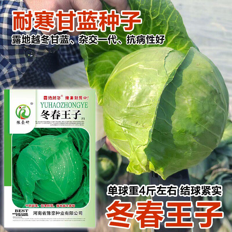 露地越冬甘蓝种子冬春王子耐寒圆球耐冻耐裂抗病甘蓝包菜种子籽孑