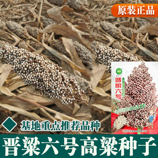 白高梁种子食用矮高粱种子白高梁种子高产春播白高粱种子白高粱米