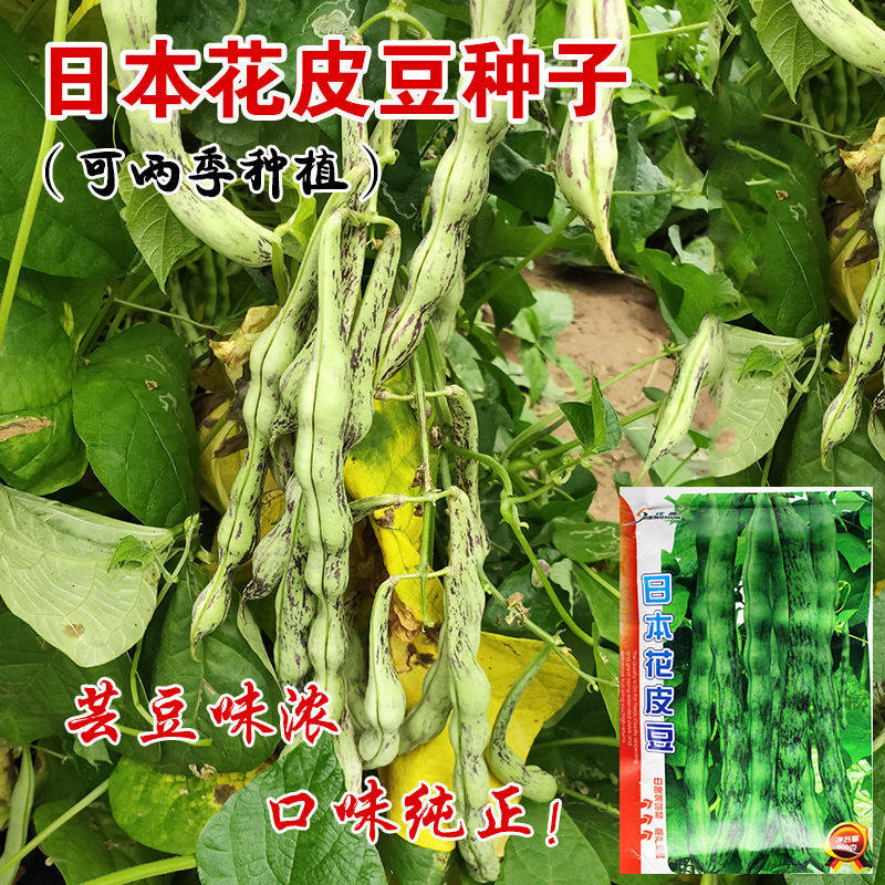 日本花皮豆种子耐寒耐热高产无筋芸豆角种籽长芸豆四季豆蔬菜种孑,鲜花速递/花卉仿真/绿植园艺,家庭园艺种子,淘宝优惠券,粉丝福利购,淘宝优惠卷