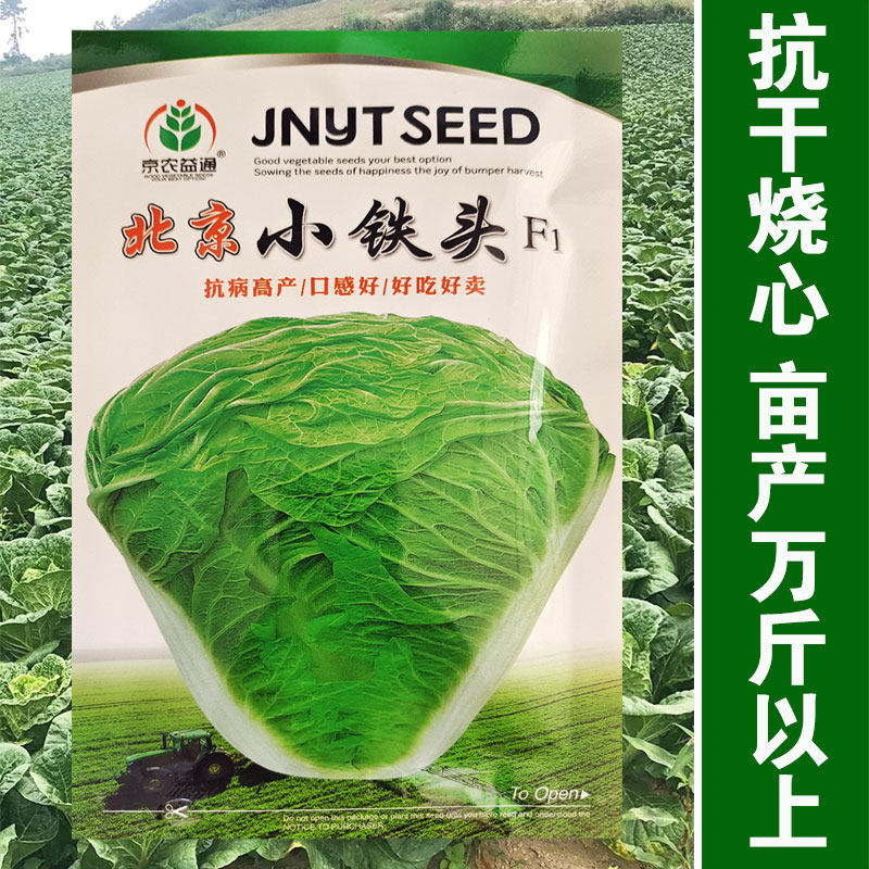 早熟小铁头大白菜种子 春季夏秋四季阳台盆栽娃娃菜蔬菜种籽包邮