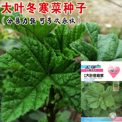 冬寒菜种籽冬苋菜种子