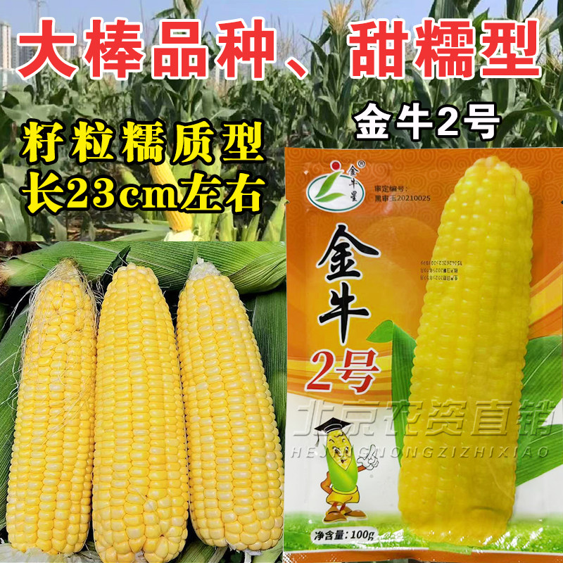 金牛2号甜糯玉米种子大棒品种高产黄甜糯玉米种子籽黄糯玉米春季,农用物资,玉米种子/种苗,淘宝优惠券,粉丝福利购,淘宝优惠卷