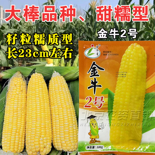 合丰金牛2号黄甜糯玉米种子高产