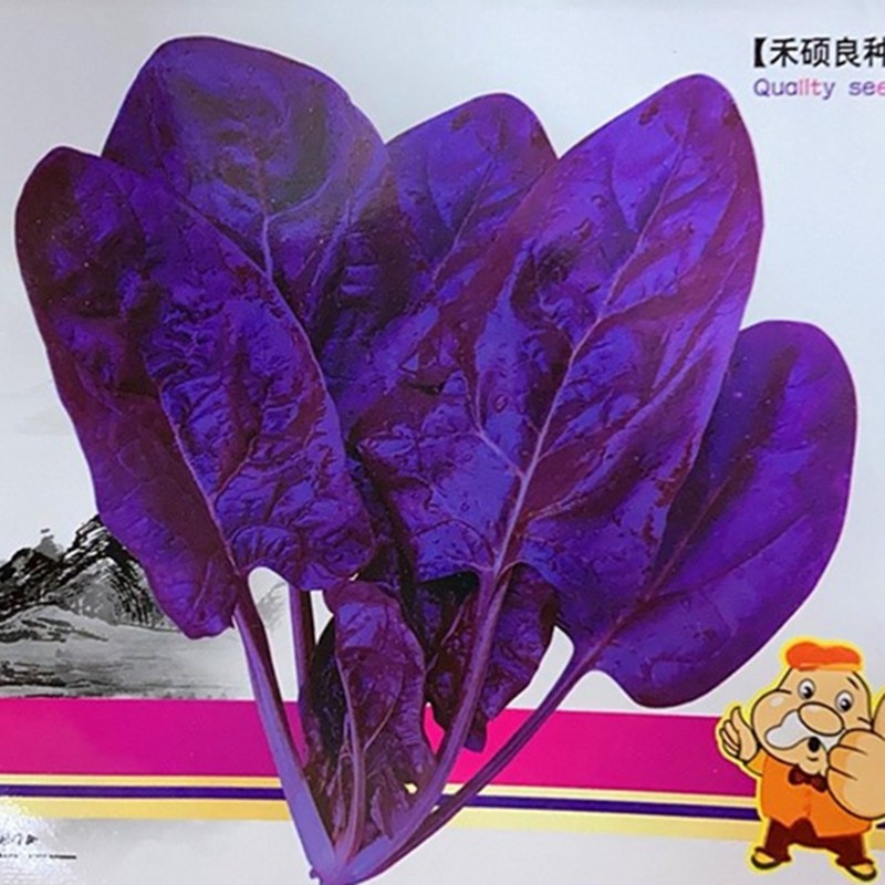 紫色菠菜种子 蔬菜籽春秋四季播大叶口感好国外引进阳台庭院盆栽
