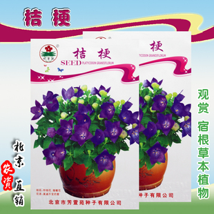 桔梗花种子 多年生花卉籽 抗旱耐寒 观赏绿植 四季易种 阳台盆栽