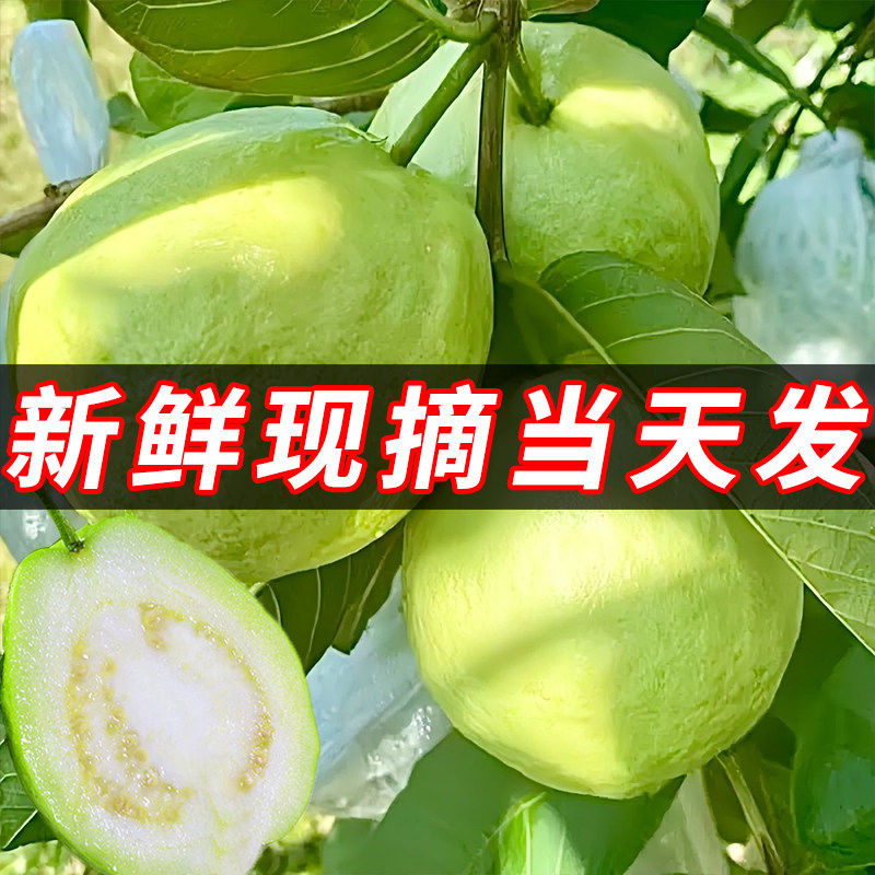 新鲜芭乐水果包邮白心硬番石榴软心广东当季整箱应季时令鲜果生鲜