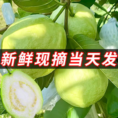 广东增城当季白心芭乐硬脆包邮